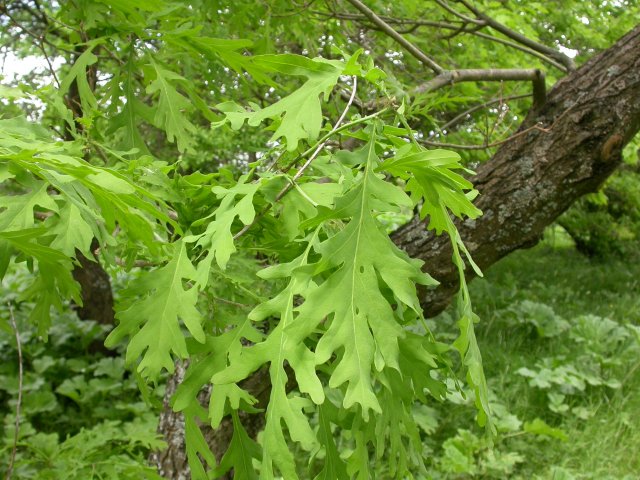 Quercus robur-Дуб черешчатый ф. рассеченнолистная